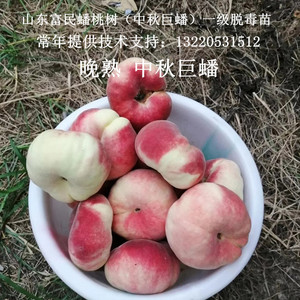 中秋巨蟠桃树苗嫁接红毛蟠桃苗晚熟水蜜桃特大甜果树果苗当年结果
