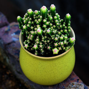 多肉满天星花盆栽