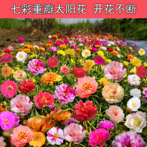 【矮脚向日葵】矮脚向日葵品牌,价格 - 阿里巴巴