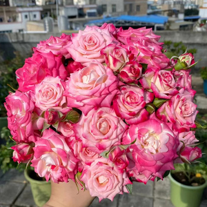 802人付款天猫折射泡泡月季扦插花苗特大花玫瑰花苗盆栽四季开花