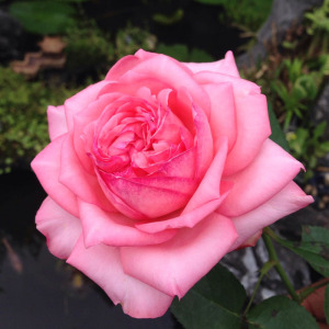 伊芙新娘月季花