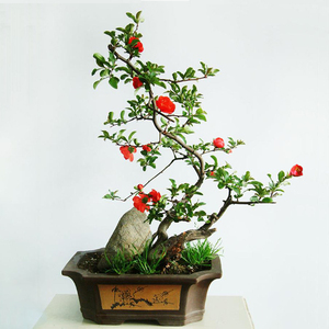 龙游海棠老桩盆景植物花卉 长寿冠日本海棠盆栽花苗庭院四季开花