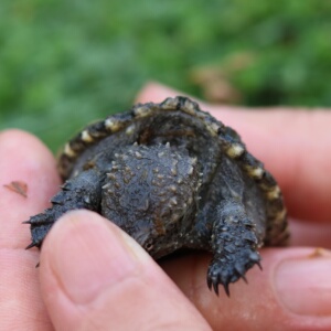 日本购爆刺纯佛小鳄龟苗佛y鳄变异北美鳄龟杂佛龟肉食凶猛小乌龟