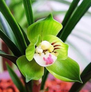 00 5人付款  淘宝 矮种春兰名品【金边大富贵】老种荷瓣室内盆栽花卉