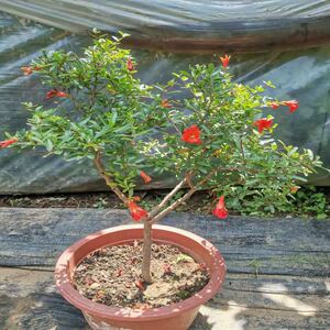 石榴花庭盆栽可食用观果盆景牡丹石榴花树苗老桩院台绿植阳花