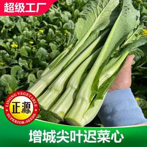 广州增城尖叶迟菜心中晚熟大骨嫩绿翠甜广东甜菜心蔬菜种子