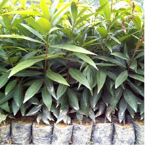 广州发货水蒲桃果树桃苗罗浮山蒲果树带土带叶发结货观赏果树苗