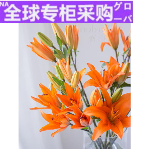 200人付款淘宝新款亚低橘红n小百合鲜花家用办公室插花洲价直黄批包邮