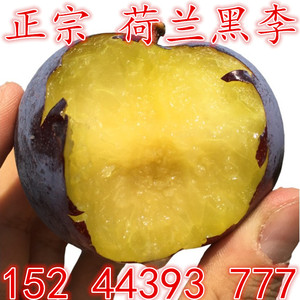 黑霸王李子树苗新品种嫁接特大果树苗荷兰种植黑李子苗南北方巨型