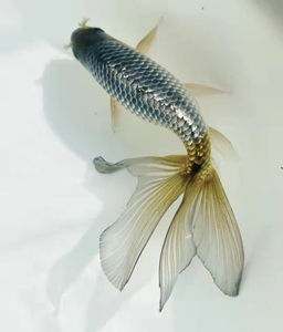 蓝丹凤金鱼传统金鱼精品金鱼