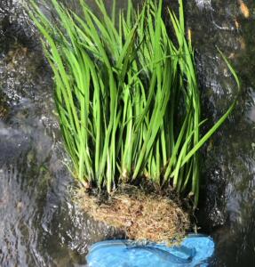 石菖蒲水培盆景草附龙根苗鱼缸生养龟挺水培草水养老桩盆栽绿植物