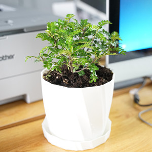 驱蚊草清香胡椒木盆栽花苗植物室内防去蚊虫驱蚊子w室外绿植空气