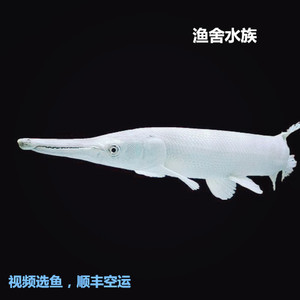 白化火箭 幽灵火箭 黑火箭福鳄尖嘴鳄雀鳝大型热带鱼凶猛鱼观赏鱼