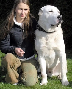 中亚牧羊犬幼犬纯种俄罗斯巨型犬超大体活狗崽猎犬猎狗中亚犬出售