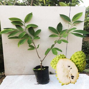 台湾凤梨释迦树苗 嫁接佛陀果苗四季结果盆栽地栽当年结果带土