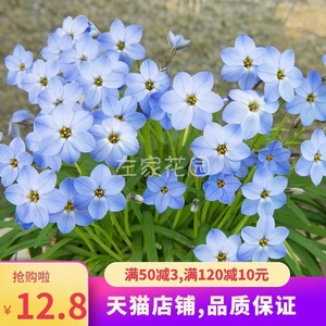 花韭种球  冬季春季开花庭院阳台盆栽多年生耐寒球根花卉