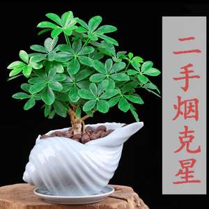 七叶莲老桩室内盆栽植物鸭脚木鹅掌柴植物招财除甲醛净化空气植物