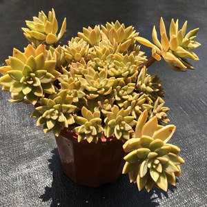 奶油布丁 大颗 云南多肉植物 整桩 庭院阳台绿植盆栽美观趣味包邮