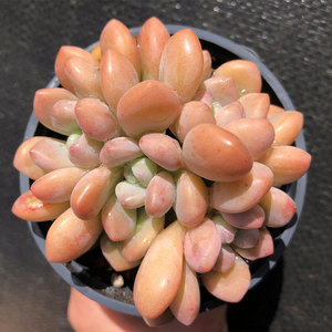 多肉植物达芙妮整桩群生多头绿植花卉盆栽美观趣味庭院阳台云南