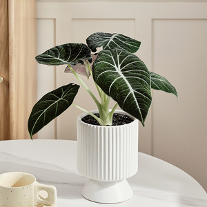 黑天鹅绒海芋盆栽办公室桌面竹芋植物室内外常绿好养绿植室内盆栽