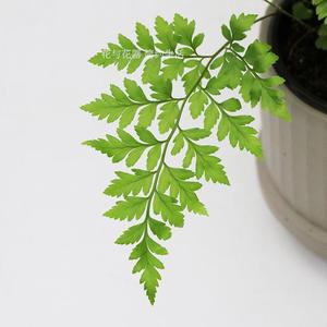 新款 高山羊齿蕨盆栽 芒叶丽莎蕨室内阳台花园花艺装饰绿植物.