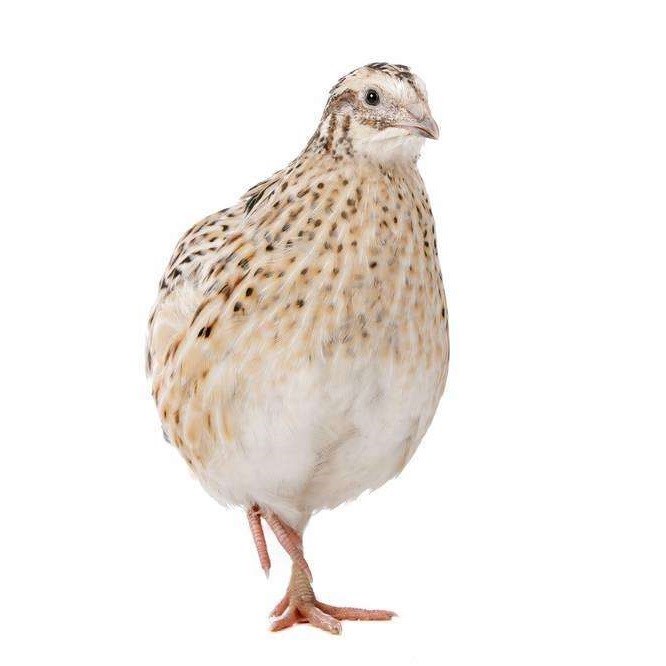 包邮黑鹌鹑沙维鹌鹑种蛋白沙维种蛋法国巨型鹌鹑受精蛋