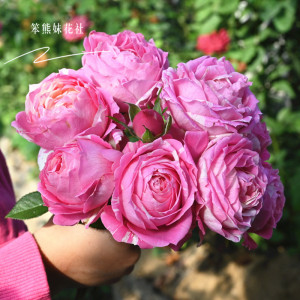 月季花薄荷冻糕