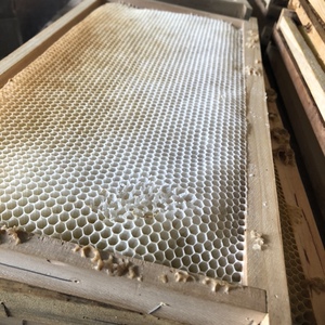 意蜂巢脾 意蜂巢带框巢础成品巢框巢脾意蜂杉木巢基蜜蜂巢框包邮