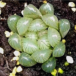 多肉植物玉露 姬玉露 水晶玉露z 水晶寿 圆头玉露 大型玉露 包邮