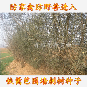 鸟不踏刺树