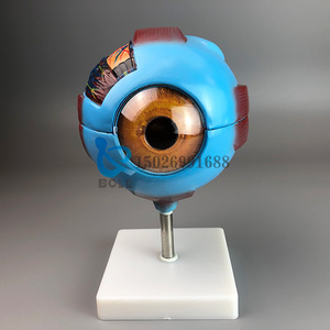 人体结构模型模具