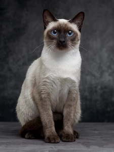 纯种暹罗猫活体星罗猫泰国猫小猫活物宠物猫咪幼崽重点英短猫咪