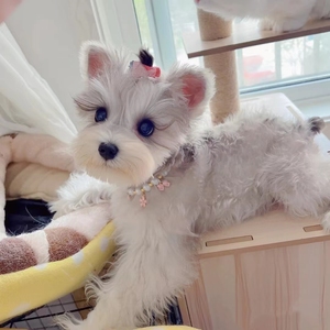 韩系迷你椒盐雪纳瑞幼犬活体纯种米奇飞耳小体椒盐黑银出售宠物狗