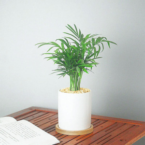 ins风袖珍椰子mini小盆栽办公室内桌面绿植物北欧净化空气 易养活