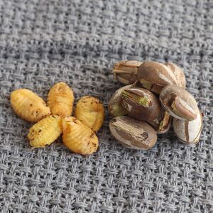 杨拉罐洋辣子罐蛋坦克虫仓鼠刺猬花枝鼠宠物零食增肥营养高蛋白