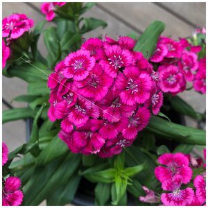 绣球石竹花苗带花