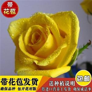 《金镶玉》老桩玫瑰月季盆栽金黄色玫瑰花大苗原盆原土发货