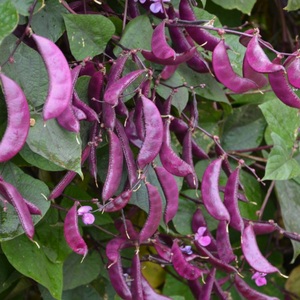 新鲜自种紫四季豆紫蛾眉豆紫扁豆无农药现摘现发绿色蔬菜 3斤装