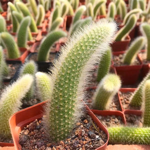 九尾狐多肉植物办公室桌面创意趣味绿植长毛仙人掌猴尾柱多肉盆栽