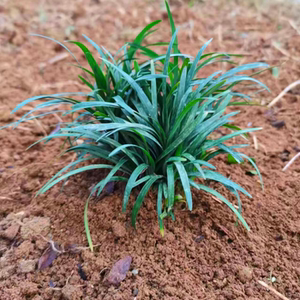 矮麦冬玉龙草苗