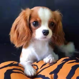 骑士查理王小猎犬