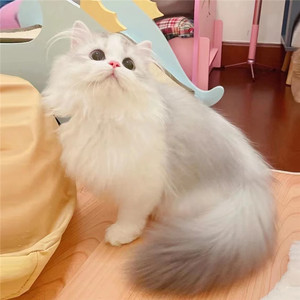 纯种银白拿破仑大爆猫米努特大尾巴英国长毛矮脚短腿猫幼猫活体