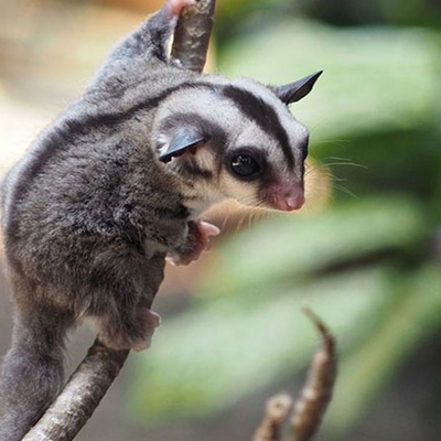 蜜袋鼬鼠小飞鼠幼崽宝宝亲人小型宠物密鼬鼠长不大口