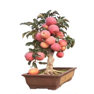 苹果果树盆栽室内阳台