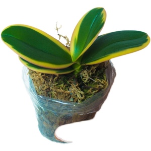 兰盆内带花迷你金边蔓越莓名贵室栽o盆景小绿栽小苗盆植