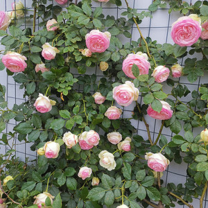 蔷薇花苗爬藤四季开藤本月季特大花浓香庭院植物室内花卉盆栽玫瑰