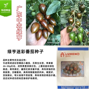 寿光华迈种业有限公司淘宝靓贝小番茄种子中农绿亨贝贝圆形千禧圣女