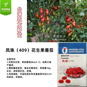 台湾农友凤珠409樱桃番茄种子 409花生果圣女果千禧小西红柿种苗