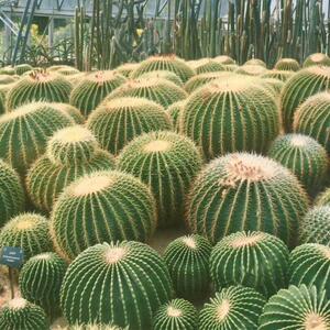 金虎仙人球办公室大型盆栽桌面辐射室内客厅超大金琥绿植