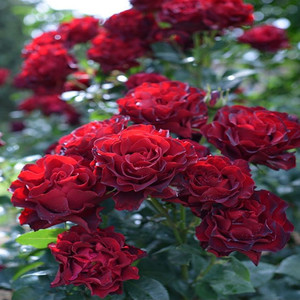 【戴尔红色】戴尔红色品牌,价格 - 阿里巴巴